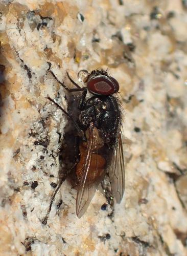 Réf. 226 119 : Musca autumnalis